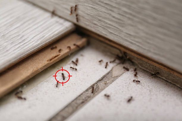 Best Pest Control for Businesses  in Barnhart, MO